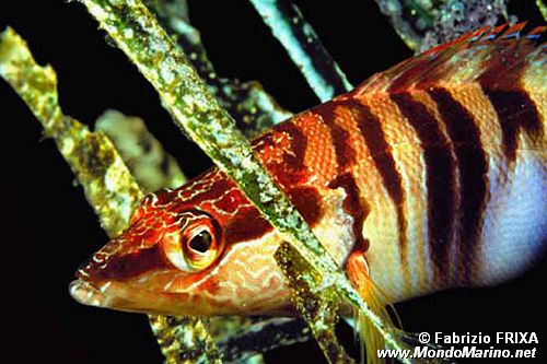 Sciarrano (Serranus scriba)