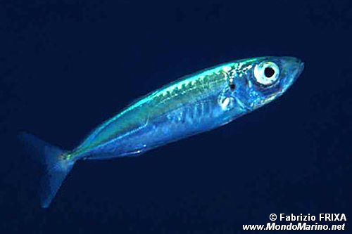 Sugherello (Trachurus sp.)