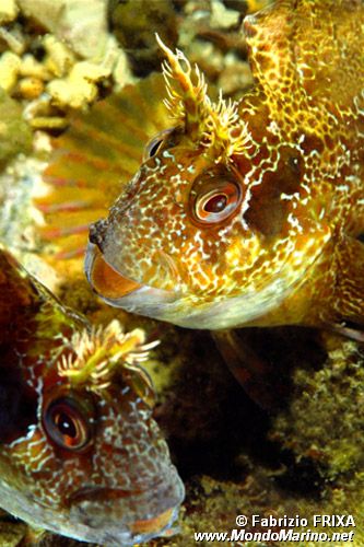 Bavosa ruggine (Parablennius gattorugine)