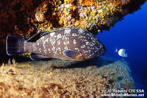 Cernia bruna (Epinephelus marginatus)