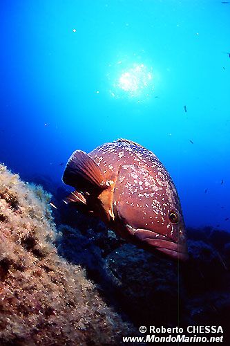 Cernia bruna (Epinephelus marginatus)