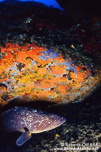 Cernia bruna (Epinephelus marginatus)