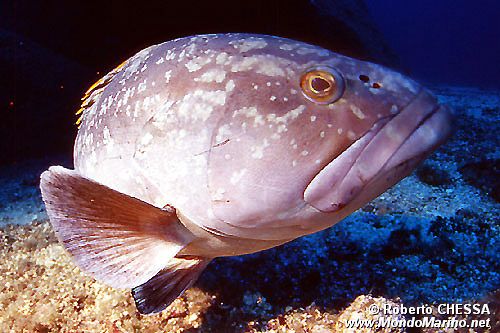 Cernia bruna (Epinephelus marginatus)