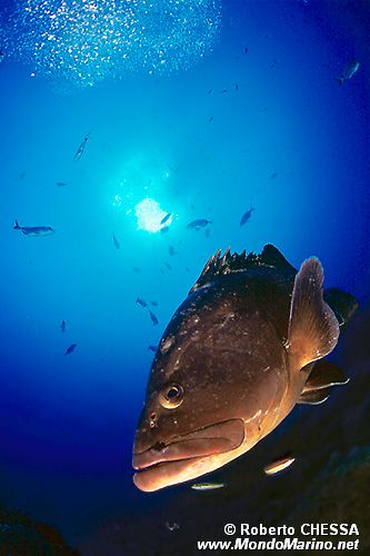 Cernia bruna (Epinephelus marginatus)