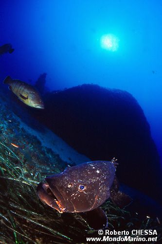 Cernia bruna (Epinephelus marginatus)