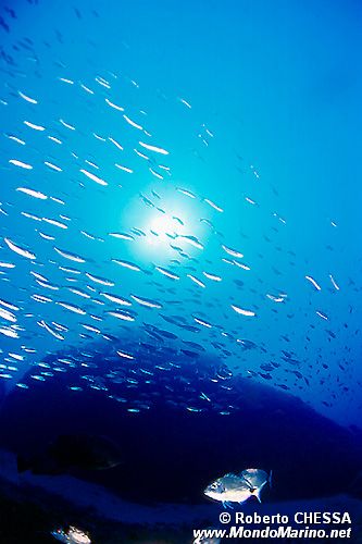 Sarago maggiore (Diplodus sargus sargus)