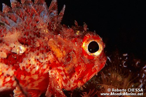 Scorfanotto (Scorpaena notata)