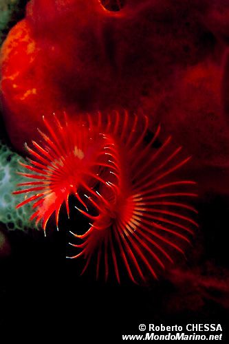 Serpula (Serpula vermicularis)