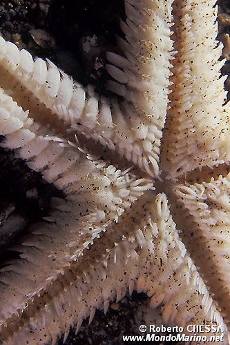 Stella pettine (Astropecten sp.)