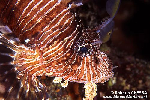 Pesce cobra (Pterois miles)