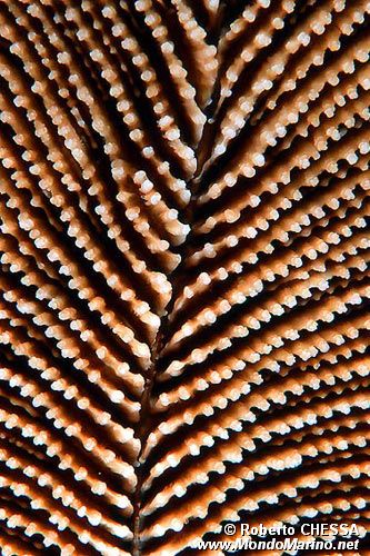 Madrepora tropicale (N.d. n.d.)