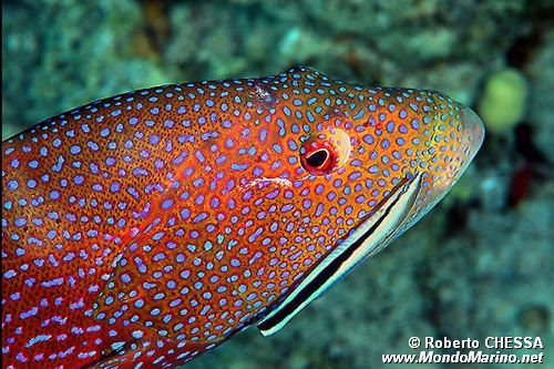 Cernia coda mezzaluna (Variola louti)
