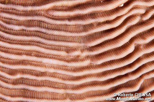 Madrepora tropicale (N.d. n.d.)