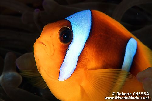 Pesce pagliaccio (Amphiprion bicinctus)