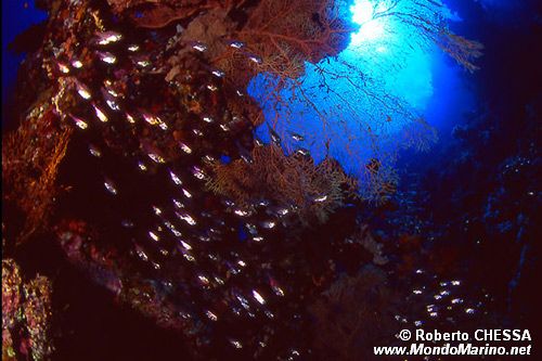 Pesce vetro (Parapriacanthus ransonneti)