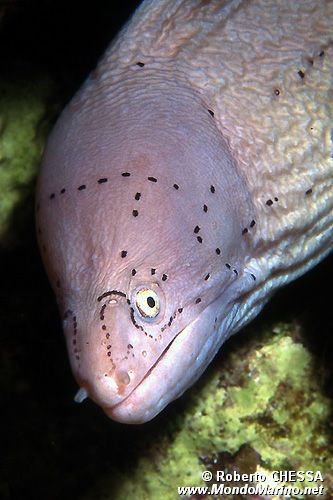 Murena grigia (Siderea grisea)