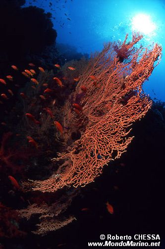 Gorgonia tropicale (N.d. n.d.)