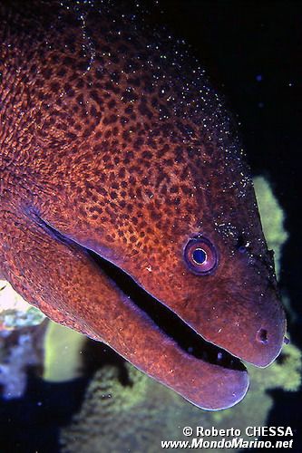 Murena gigante (Gymnothorax javanicus)