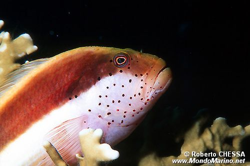 Pesce falco (Paracirrhites forsteri)