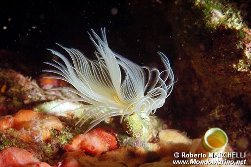 Verme dal ciuffo bianco (Protula tubularia)