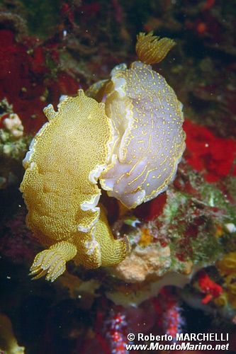 Doride dipinto (Hypselodoris picta)