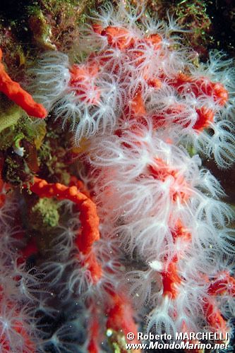 Corallo rosso (Corallium rubrum)