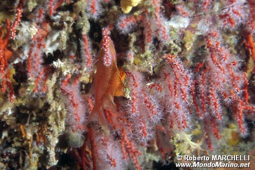 Corallo rosso (Corallium rubrum)