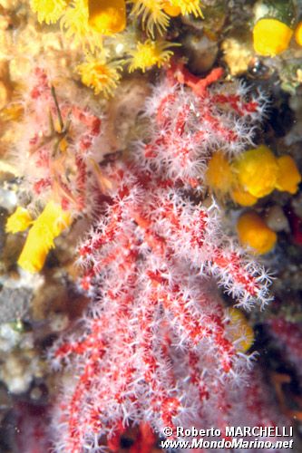 Corallo rosso (Corallium rubrum)