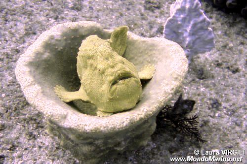 Pesce rana gigante (Antennarius commersoni)