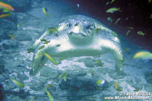 Tartaruga verde (Chelonia mydas)