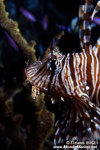 Pesce cobra (Pterois miles)
