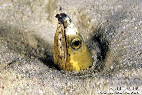 Anguilla serpente dalla pinna nera (Ophichthus melanochir)