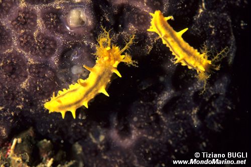 Oloturia (Colochirus robustus)