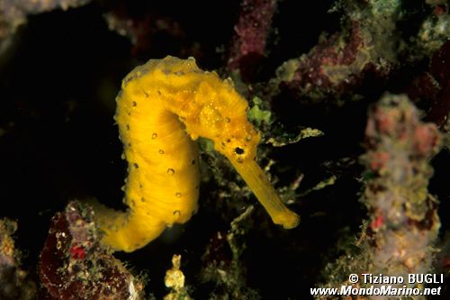 Cavalluccio marino comune (Hippocampus taeniopterus)