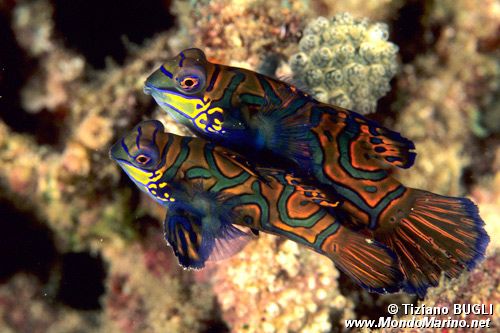 Pesce mandarino (Synchiropus splendidus)