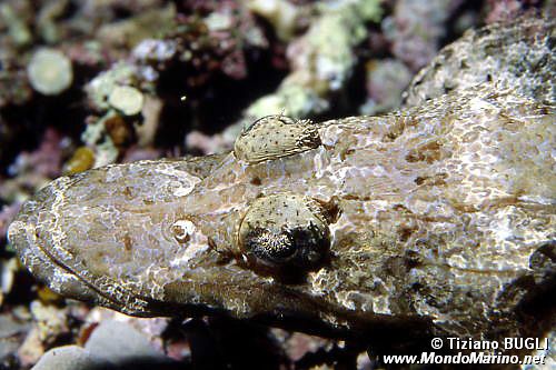 Pesce coccodrillo (Papilloculiceps longiceps)