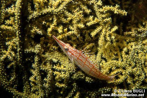 Pesce falco muso lungo (Oxycirrhites typus)