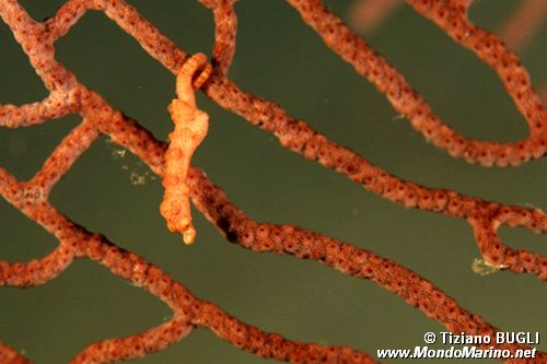 Cavalluccio marino pigmeo (Hippocampus denise)