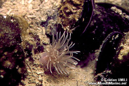 Anemone diafana (Aiptasia diaphana)