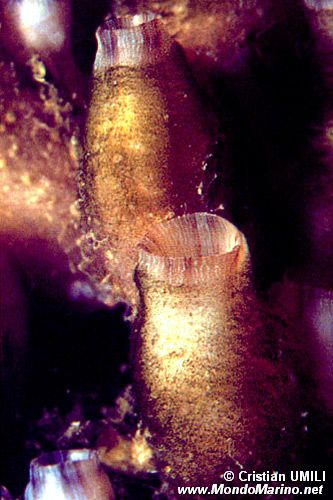 Ascidia lunga (Ciona intestinalis)