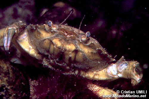 Granchio Carcino (Carcinus aestuarii)