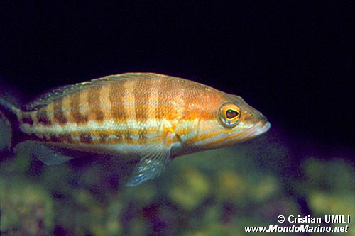 Perchia (Serranus cabrilla)