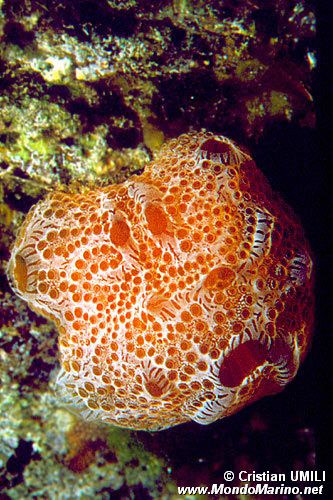 Lampone di mare (Distaplia rosea)