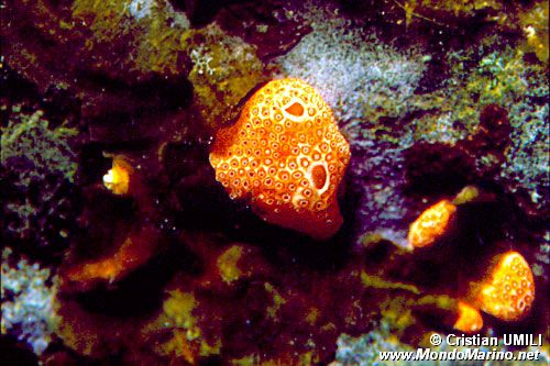 Sinascidia rossa (Polysyncraton lacazei)