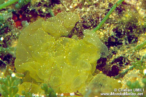 Alga a palloncino (Colpomenia sinuosa)