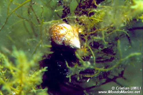 Pisania (Pisania striata)