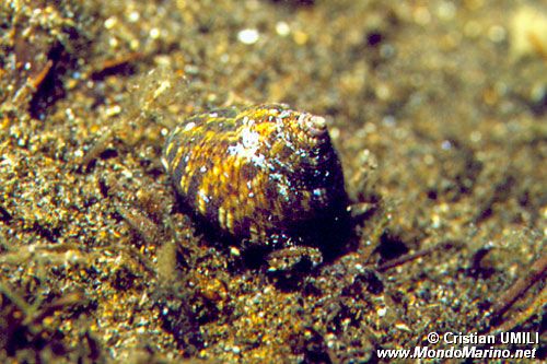 Gibbula (Gibbula umbilicaris)