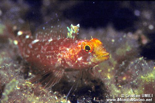 Peperoncino giallo (Tripterygion delaisi)