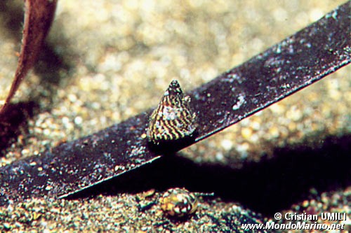 Gasteropode (Jujubinus exasperatus)