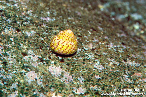 Gibbula (Gibbula rarilineata)